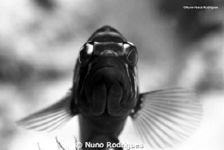 Are you talking to me?! by Nuno Rodrigues 